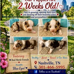 Red merle female3 - Red merle female Miniature Australian Shepherd puppy in Nashville, Tennessee from Little B’s Aussies