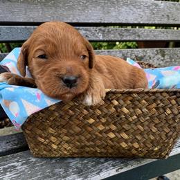 Moose - (Moose Tracks) - White and red male Bordoodle puppy in Canfield, Ohio from Poo's Doo's & Inu's