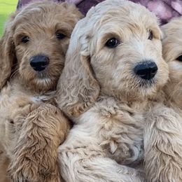 Aussiedoodles, Goldendoodles, and Poodles from North Florida Poodles and Doodles