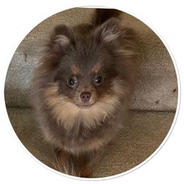 Pomeranian Puppies from Hummingbird & Fox