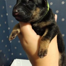 German Shepherd Puppies from Fern Hill Kennel