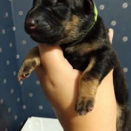 German Shepherd Puppies from Fern Hill Kennel