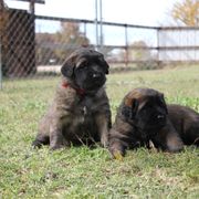 Leonberger Puppies from Tipping Point Leonbergers