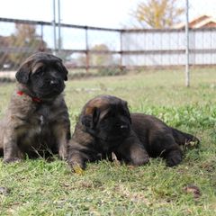 Leonberger Puppies from Tipping Point Leonbergers