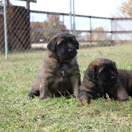 Leonberger Puppies from Tipping Point Leonbergers