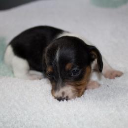 Princess Fiona - Piebald female Dachshund puppy in Kilgore, Texas from The Barefield Doxies