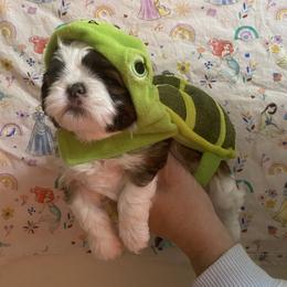 Shih Tzu Puppies from Tiny Bubbles Shih Tzus