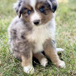Toy Australian Shepherd Puppies from Kickapoo Creek Aussies