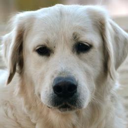Freya - Golden Retriever
