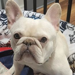 French Bulldogs from Santa's Finest Frenchies