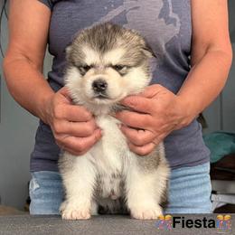 Fiesta - Gray and white male Alaskan Malamute puppy in Hastings, Michigan from Powerpaw Alaskan Malamutes