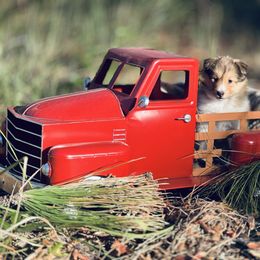 Boy 1 - Sable and white male Shetland Sheepdog puppy in North Weeki Wachee, Florida from Jesstar Shetland Sheepdogs