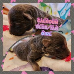 Calhoun - Blue female German Shepherd puppy in Los Lunas, New Mexico from Mali's German Shepherds