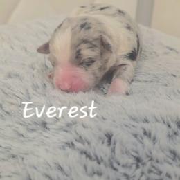 Everest - Blue merle female Toy Australian Shepherd puppy in Bethany, Oklahoma from Donna's Toy & Mini Aussies