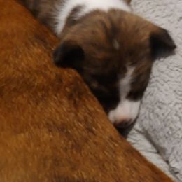 Basenji Puppies from AFRICAN TREASURES