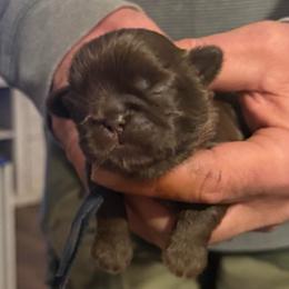 Navy boy - Liver male Shih Tzu puppy in Berkeley Springs, West Virginia from Sandridge Shih Tzus