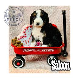 Saloon - Tri-color female Bernedoodle puppy in Belleville, Michigan from Moose Tracks Bernedoodles