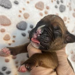 Boy 2 - Fawn male Boxer puppy in Plainwell, Michigan from Hope's Beautiful Boxers