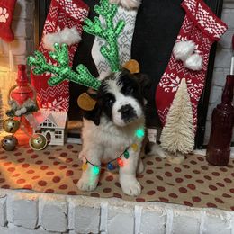 Saint Bernard Puppies from Southern Saints