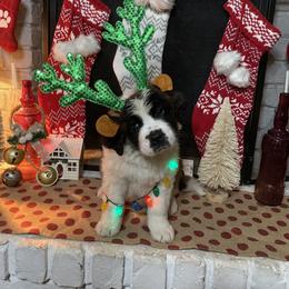Saint Bernard Puppies from Southern Saints