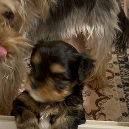 Bitty - Parti female Yorkshire Terrier puppy in Glendale, Arizona from Elite Yorkies AZ