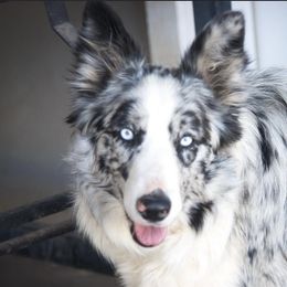 Zara - Border Collie