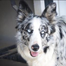 Zara - Border Collie