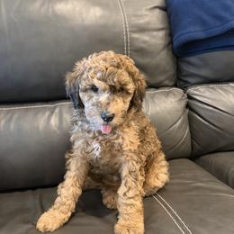Goldendoodle and Poodle Puppies from Gentle Paw Goldendoodles