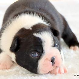 Elliot - Black and white male Boston Terrier puppy in Winnsboro, Texas from JP Ranch Bulldogs