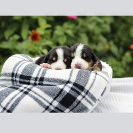 Naveen: Red Boy - Black, white and red male Greater Swiss Mountain Dog puppy in Rexburg, Idaho from Silver String Swissies