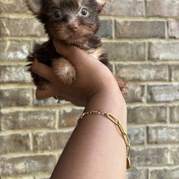 Girl 1 - Chocolate and tan female Yorkshire Terrier puppy in Mobile, Alabama from Ace of Spades Yorkies