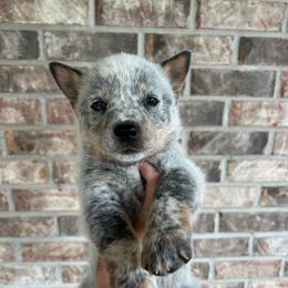 Boy 5 - Blue male Australian Cattle Dog puppy in Irvington, Kentucky from Dry Valley’s Australian Cattle Dogs