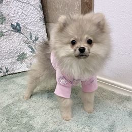 Pomeranian Puppies from Highlander Pomeranians