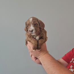 Chipotle-red - Red  male Goldendoodle puppy in South Jordan, Utah from Lucky Doodle Pups