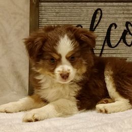 Rosemary - Red tri Toy Australian Shepherd puppy in Syracuse, Indiana from Klenke Toy Aussies