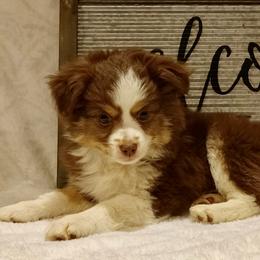Rosemary - Red tri Toy Australian Shepherd puppy in Syracuse, Indiana from Klenke Toy Aussies