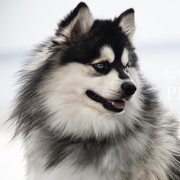 Rosie - Pomsky