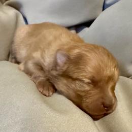 Boy 3 - Orange male Pomeranian puppy in Eden, North Carolina from Whippoorwill Pomeranians