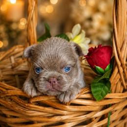 Bubbles - Liver female French Bulldog puppy in Maplewood, New Jersey from Poos&Bulls Keepsake