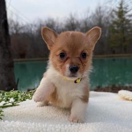 Girl - Yellow Bow - Sable female Pembroke Welsh Corgi puppy in Boonville, Indiana from M&J Country Kennels