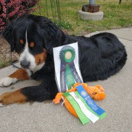 Bernese Mountain Dogs and Cavalier King Charles Spaniels from R-G Kennels