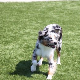 Luna - Miniature Australian Shepherd