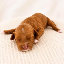 Ruth - Red female Cavapoo puppy in Ephrata, Washington from Mustard Seed Cava Co.