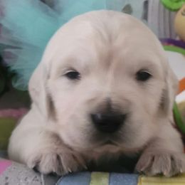 Golden Retrievers from Julie DeWitt