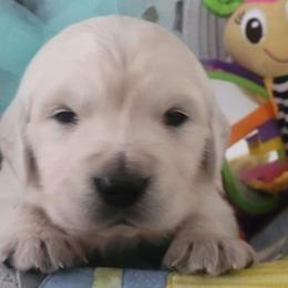 Golden Retrievers from Julie DeWitt