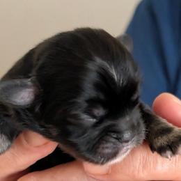 Happy - Black female Lhasa Apso puppy in Fort Worth, Texas from Cynthia's Lhasa Apsos