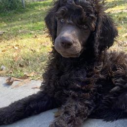 Poodles from Après Argent Poodles