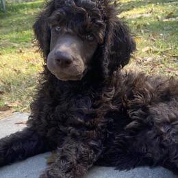 Poodles from Après Argent Poodles