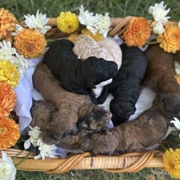 Goldendoodle Puppies from David's Doodles