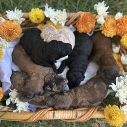 Goldendoodle Puppies from David's Doodles